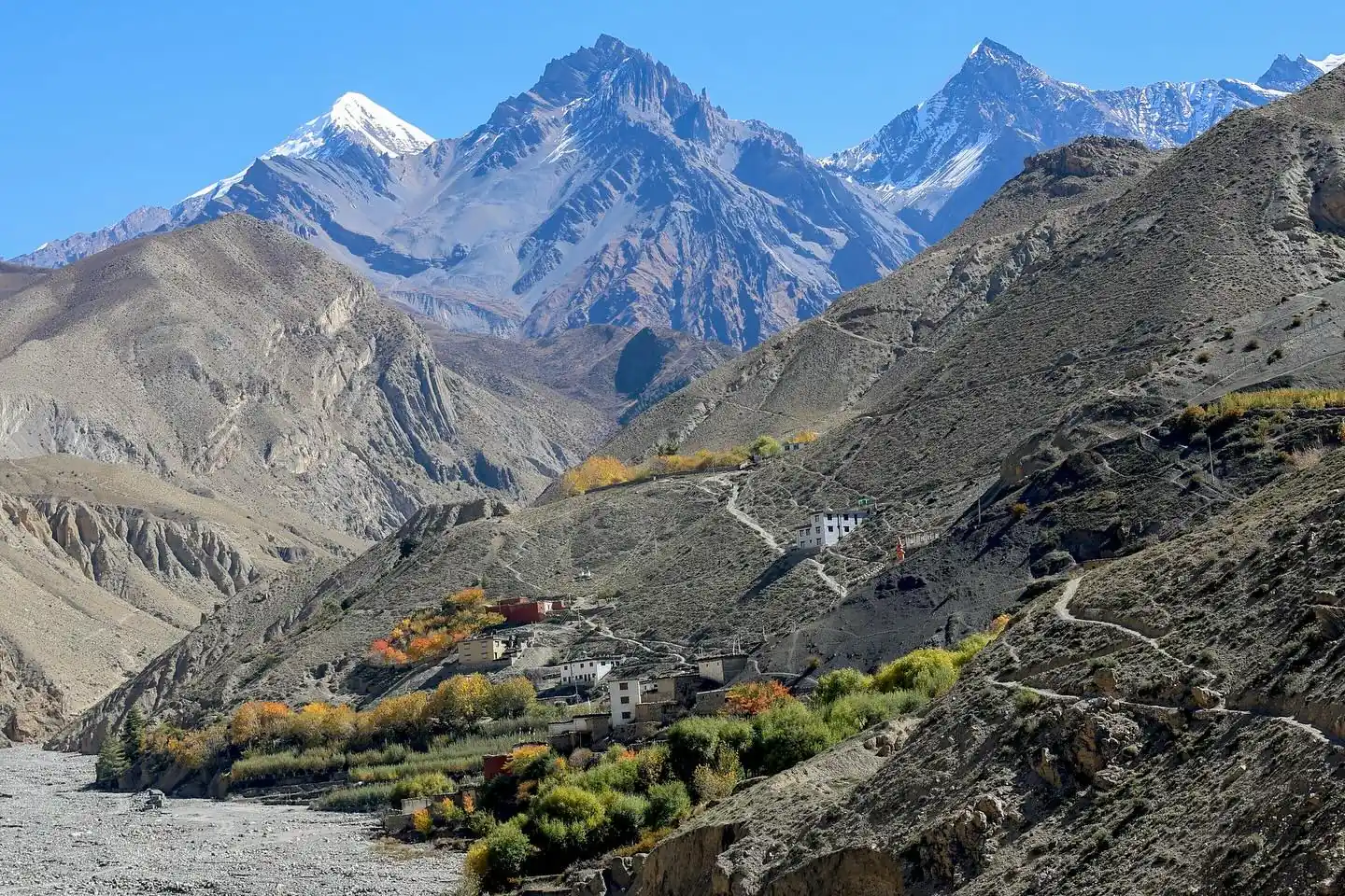 Whitewashed houses and autumn poplars beneath the arid peaks of Mustang